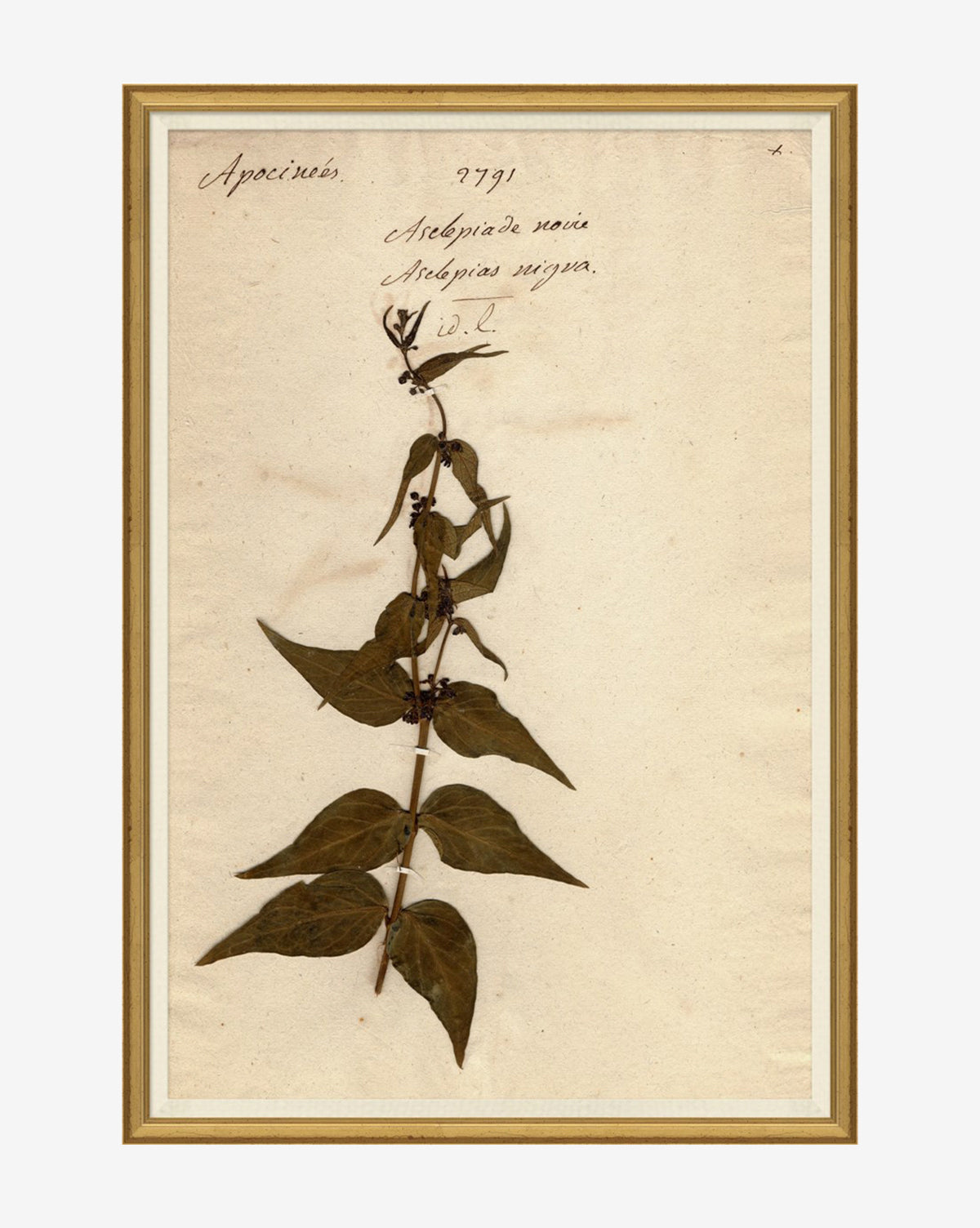 Soicher Marin, Herbarium Study I