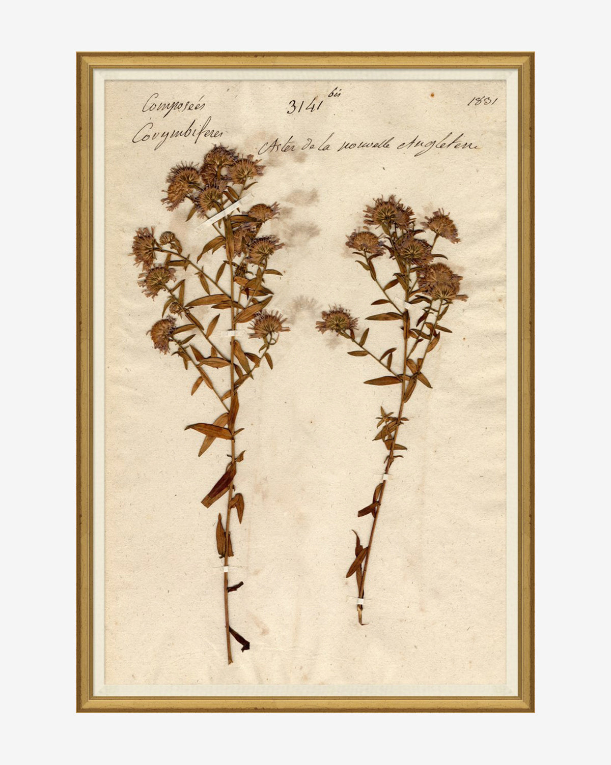 Soicher Marin, Herbarium Study III