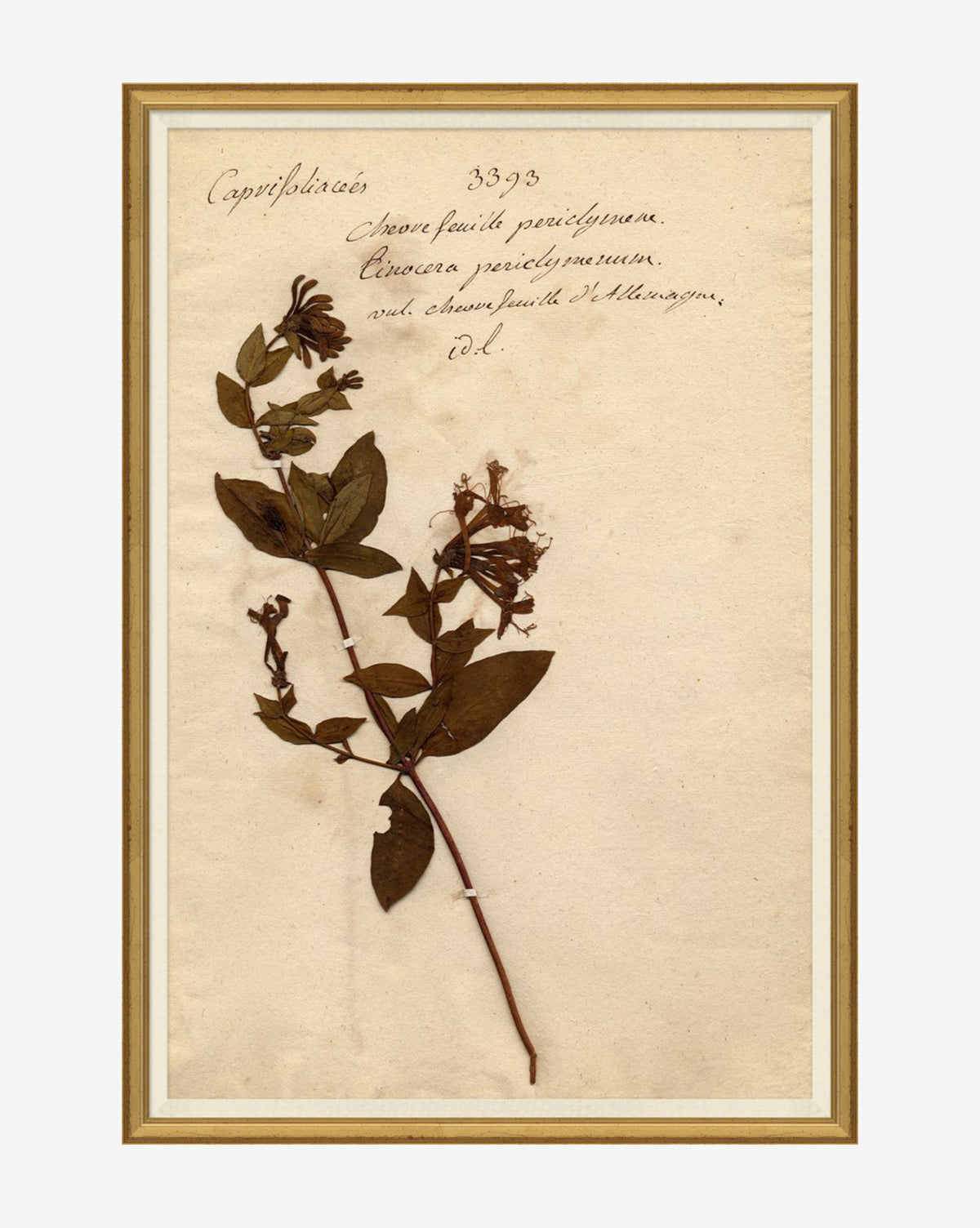 Soicher Marin, Herbarium Study IV